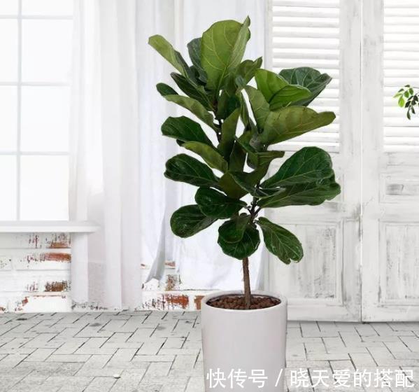 油绿|6种绿植大气上档次，适合客厅养护，好看好养又吉祥