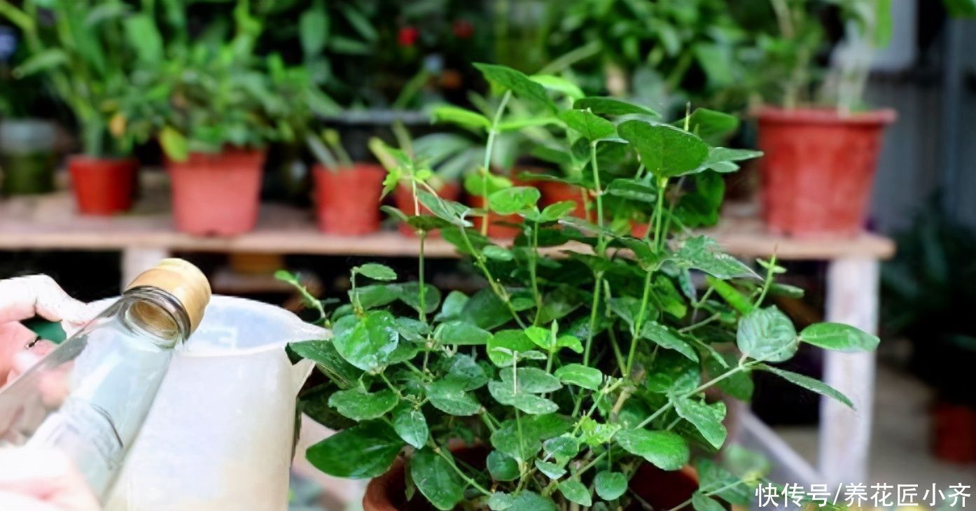 家庭|家庭常见的喜酸性花卉,调酸补铁要定时,“醋”是很好的伴侣