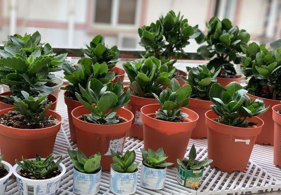 夏天|夏天养长寿花,做4个“要点”,才能安全度夏,天一凉快就开花
