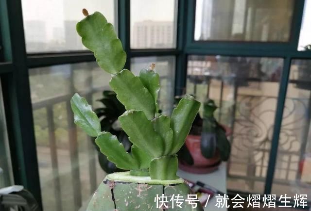 叶仙|蟹爪兰插萝卜上,也能嫁接?这波操作还是头一回见