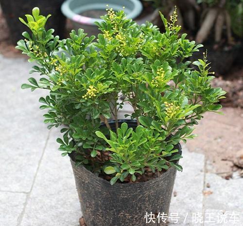 塑料袋|盆栽米兰如何越冬