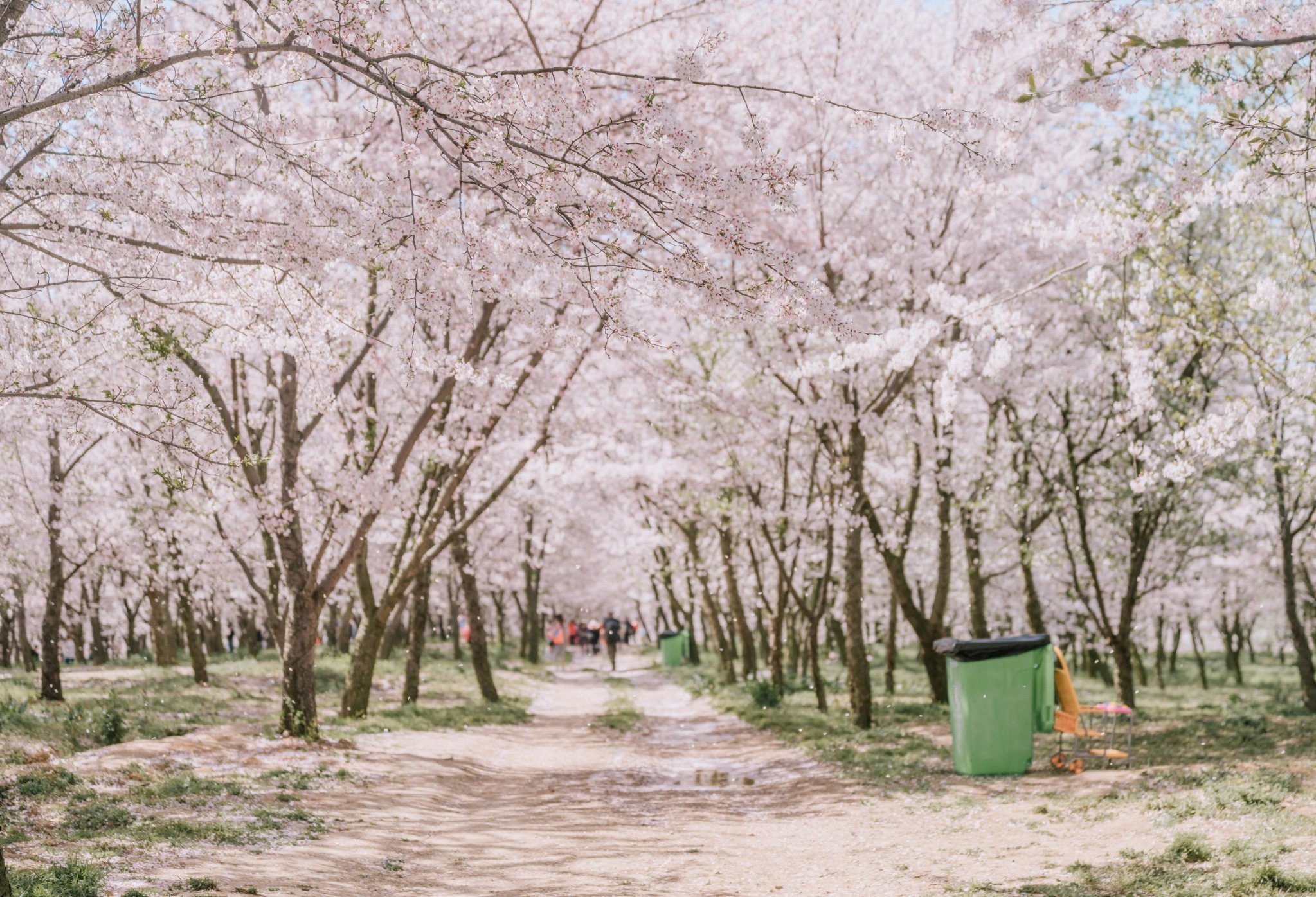 平坝樱花海，惊艳又浪漫