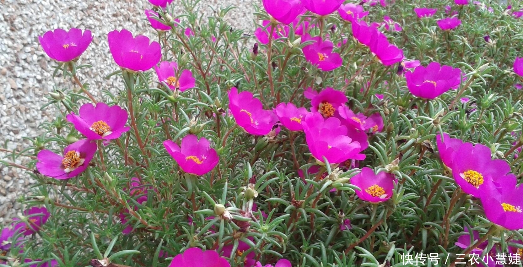 太阳花的种植技巧