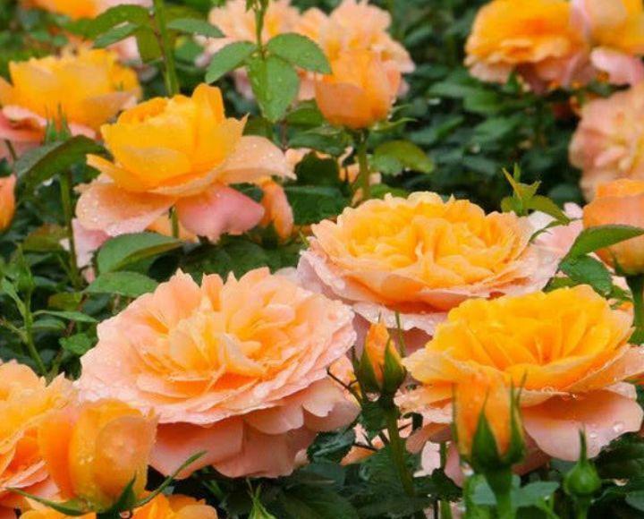丁香花|8月9日-8月22日，庭院选这几款花，花艳香浓，花开美艳绝伦