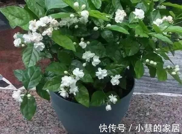 浇花|淘米水浇花,浇一盆死一盆,其实是你不会用