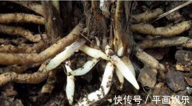 养君子兰长太慢浇水用一点“它”,叶子油绿肥厚,芽也多