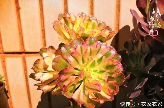 如何让多肉变美看看我是如何宠它们的!如何让多肉变美看看我是如何宠它们的!