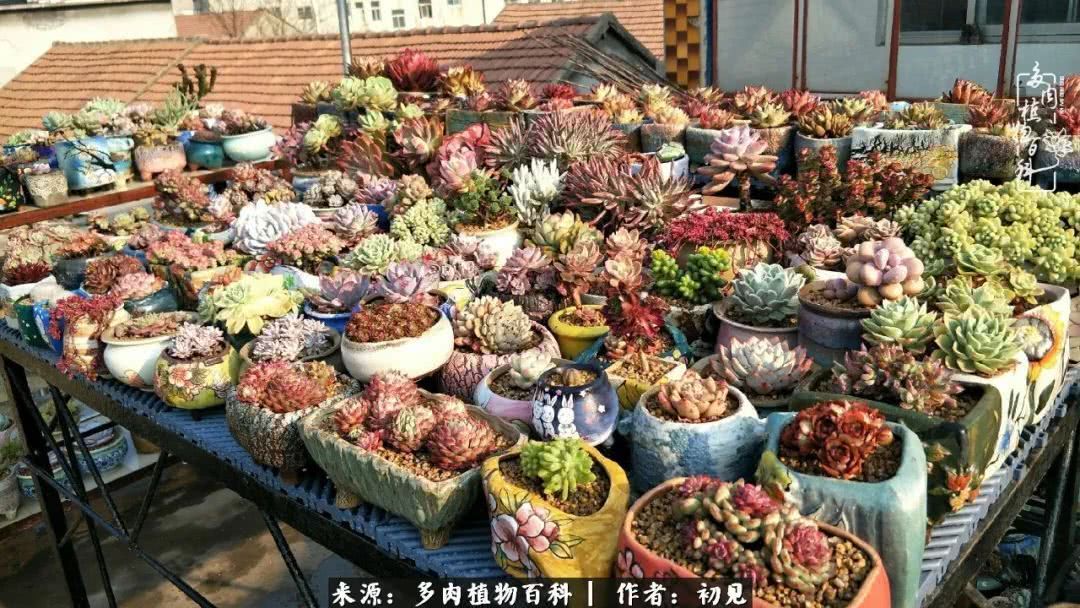 养多肉四周年，从初见到爱恋！幸福一直藏在浅薄的日子里！