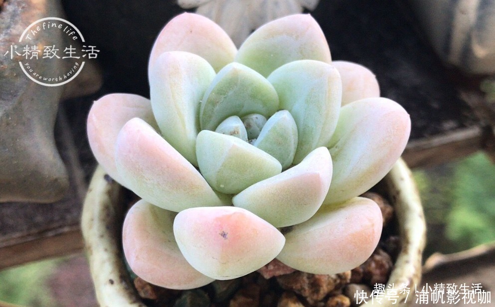 湿度|多肉一直不服盆，教你7个小方法，可快速发根，安全有效
