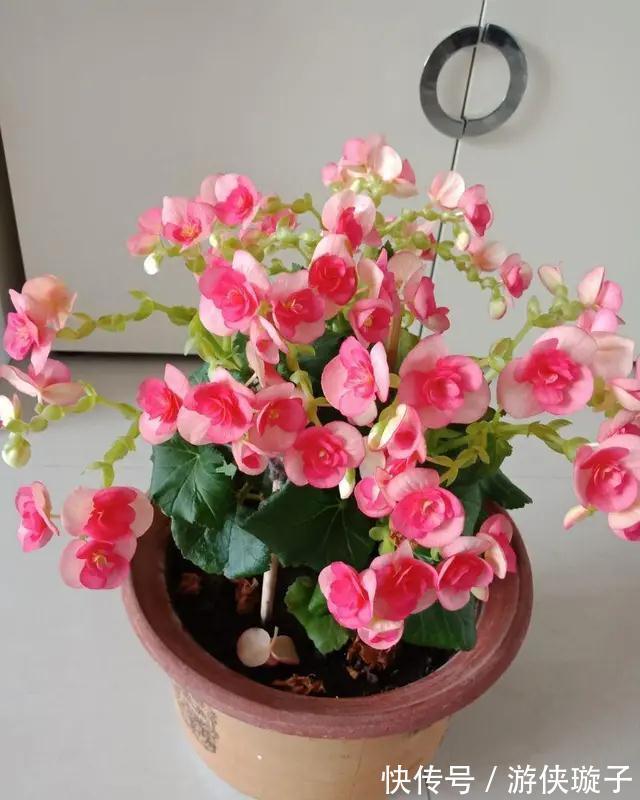 养花浇什么水好