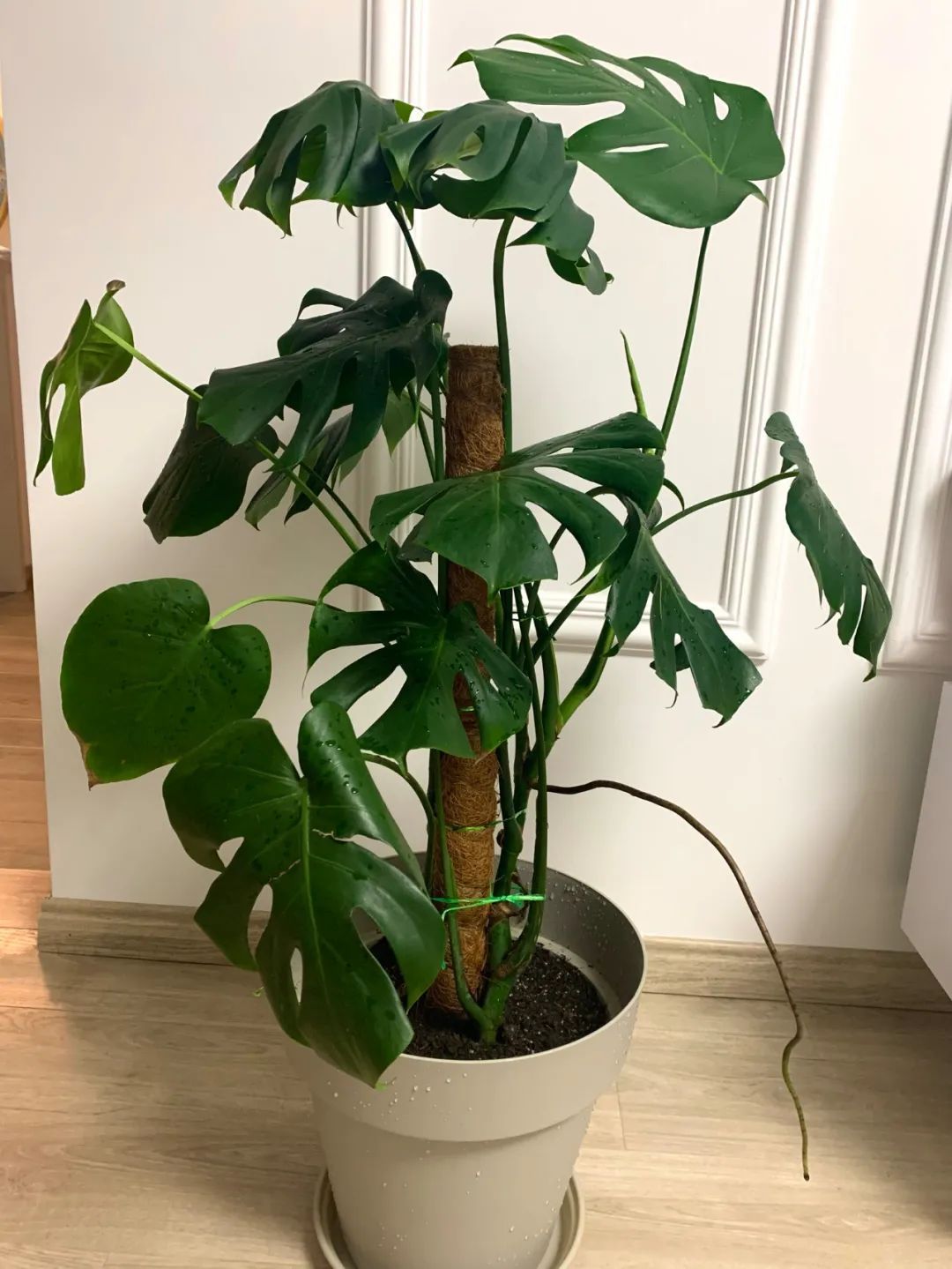 千年木|哪些可以提升空间质感的绿植?这10种绿植摆在家里,空间很有气质