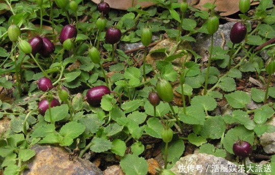 价值|乡下一种不起眼的“地茄子”，不被人摘还被踩踏，殊不知价值极高