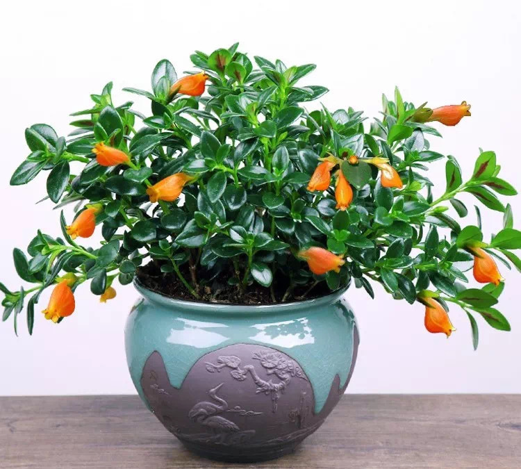 金鱼吊兰|枝头挂满“小金鱼”,颜值高寓意又好,这种小盆栽太值得养了