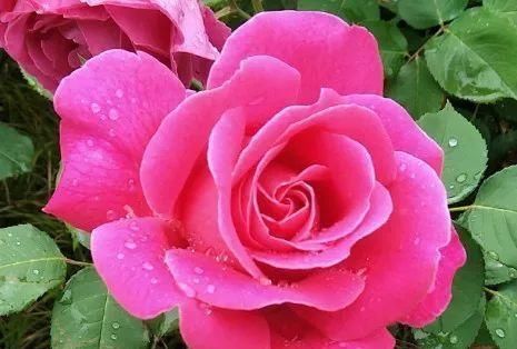 浇水|公认最难养的8种花，叶子动不动就发蔫，新手慎买！