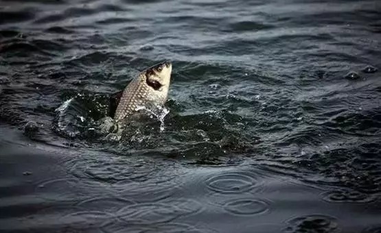 这季|冬钓鲫鱼“七不宜”,看懂了对冬季钓鱼大有好处!