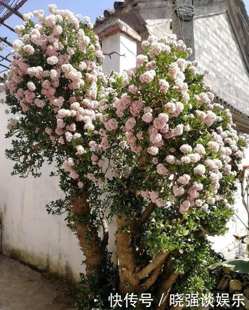 大腿|养了20年的玉树，杆子比大腿还粗，满树白花跟下雪了一样