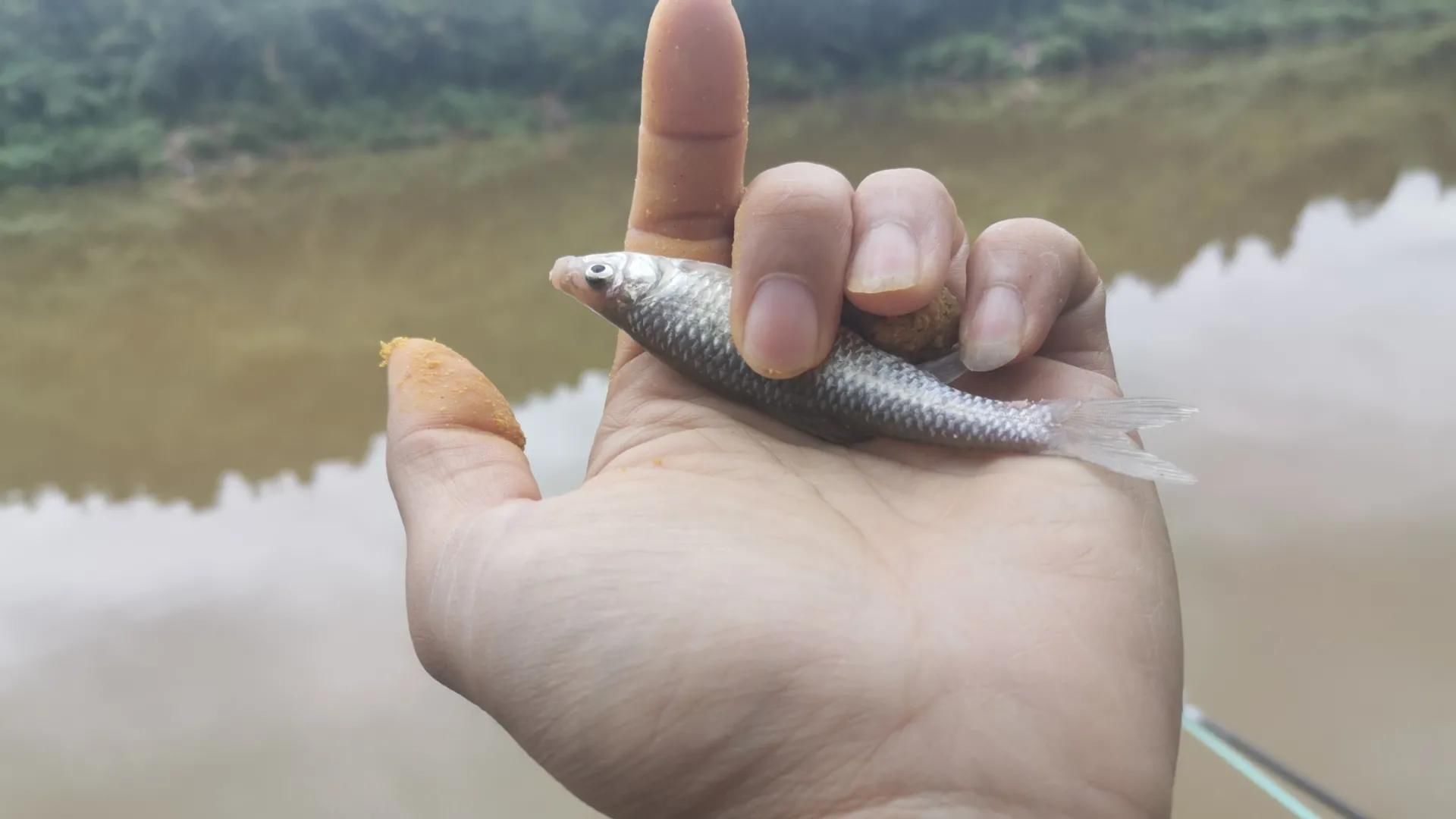 昆明|楚雄大新坝水库探钓，钓法饵料无限制，仅收50一天还能钓鲢鳙