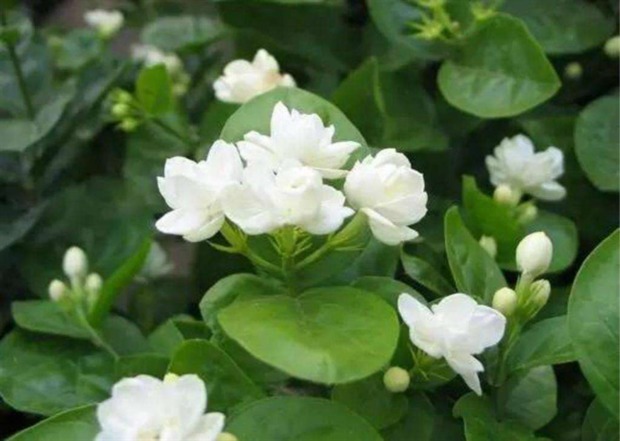 蓝雪花|阳台养花试试这几款，开花多，花期长，看上去清新又凉爽