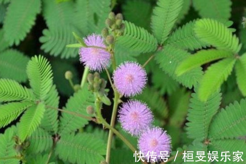 “4种花”不适合在家里养,全株都有毒,家里有的赶快处理掉!