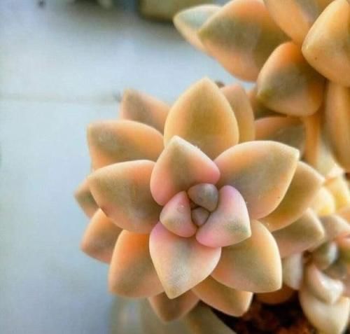  出状态|2020年多肉界的“4大天王”，冰玉王者归来，美杏锦独领风骚