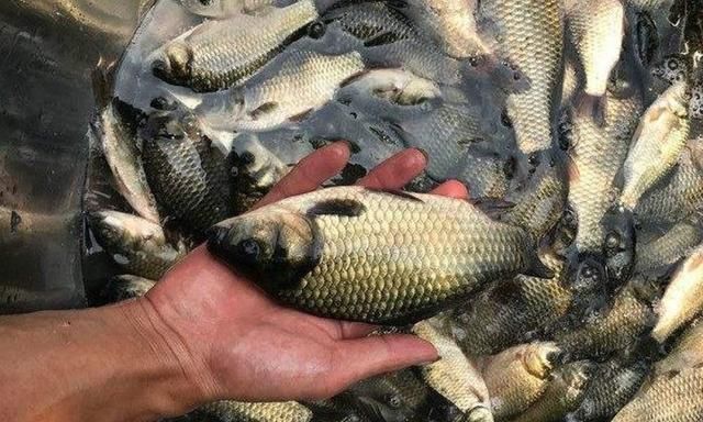 冬钓开饵,唯独这五步才最关键,莫忽视,二十年老钓手拍手叫好