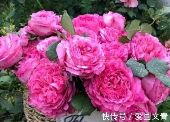 农历8月19秋分后,养什么月季?以下3种月季,吉星高照吉祥如意