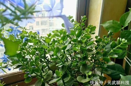 放大|养这三种花,盆越小,开的花越多,放大盆还容易死