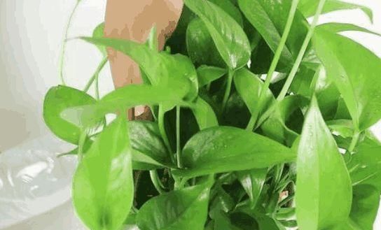 害虫|“大蒜”丢进花盆里,花草像打了激素,叶片油绿光亮,猛窜新芽