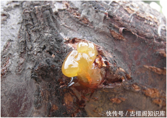 物质|小叶紫檀棕眼里的黑色物质到底是什么?