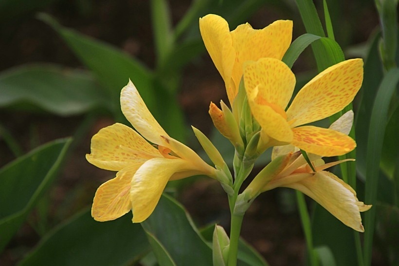 此花是绿化、美化、净化环境的理想花卉，象征着坚持到底的精神