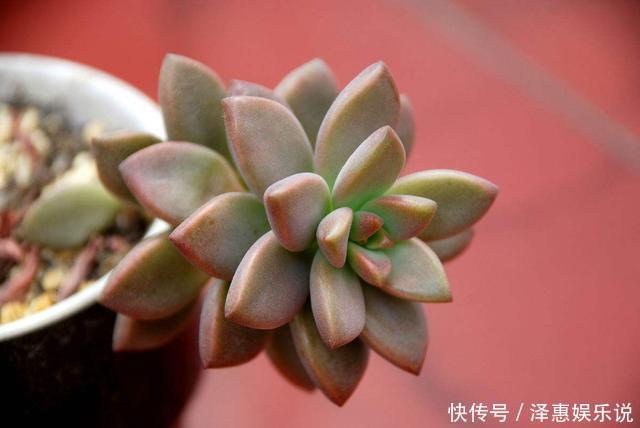胧月|多肉萌新养这几种，不用打理就能活，省心省事颜值不低