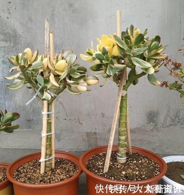 养花|养花浇了“夺命水”,难怪烂根、黄叶,2种水“千万”别乱用