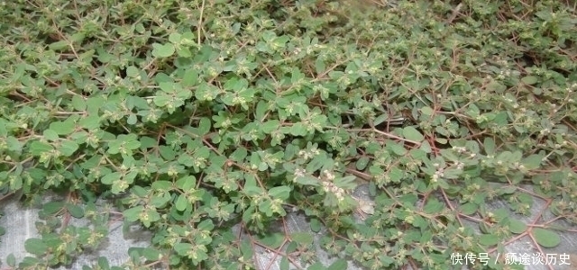 车前草|生在路旁被踩踏,价值却很高,30元一斤,你们认识吗