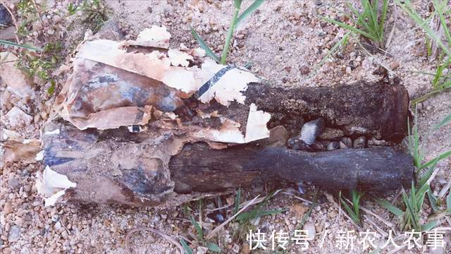 男子|海南岛一男子野钓发现意外收获,惊喜变成了惊吓,警察也到现场了