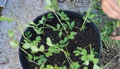 一大|买来的花生米直接撒花盆里养,没过一周就长满一大盆,要不要吃掉