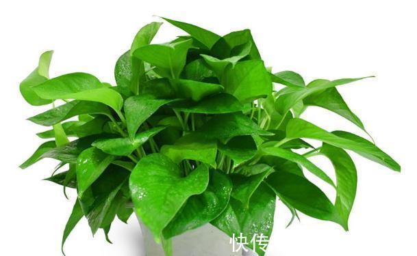 绿萝,文竹,发财树等等该怎么浇水,有没有谁的植物死的只剩盆了