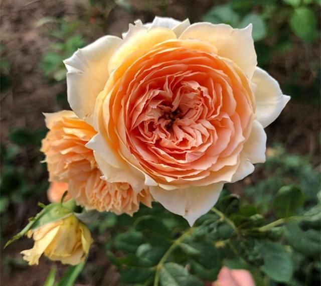 关于月季的浇水问题，“靠人不如靠自己”，收获直接经验