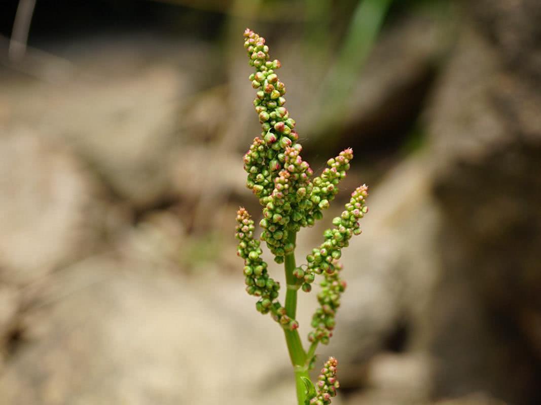 野草|农村一大害草,价值却很珍贵,曾是穷苦人的救命粮,治湿疹有特效