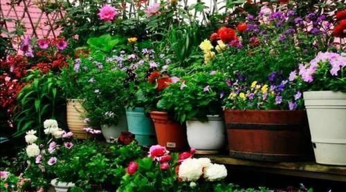 排水|养花,盆底垫什么好,6种“材料”选1种,通透性好不烂根