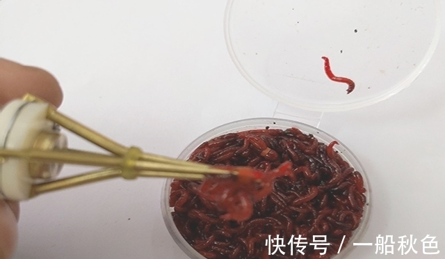 喜欢用红虫钓鱼的看过来 分享几种红虫用法