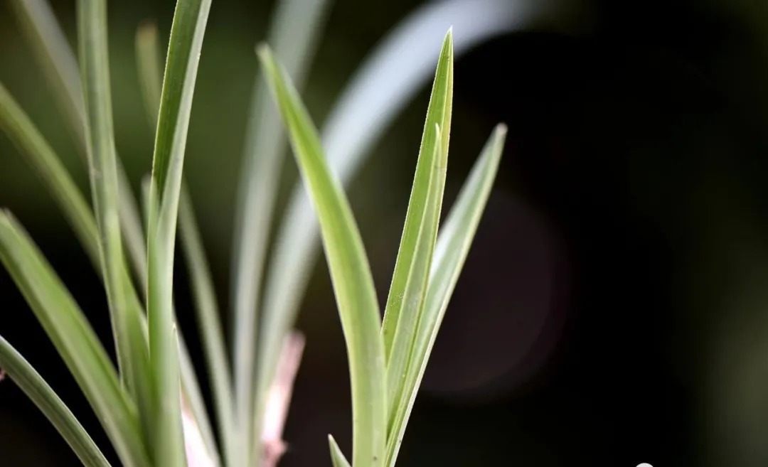 兰花海底芽|兰花海底芽，不是非剪不可的，两个技巧养成壮苗