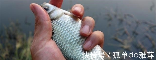 鱼窝|冬季鲫鱼藏哪去了这3个方面都是鱼窝,找到后一条接一条吃钩!