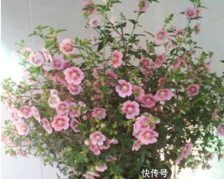  阳台养这几朵花，花开不断，沾点水就疯长，开花勤还爱爆盆，美