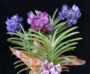  入手|这6种“兰花”，价格便宜好管理，开花如瀑布般美丽，值得入手