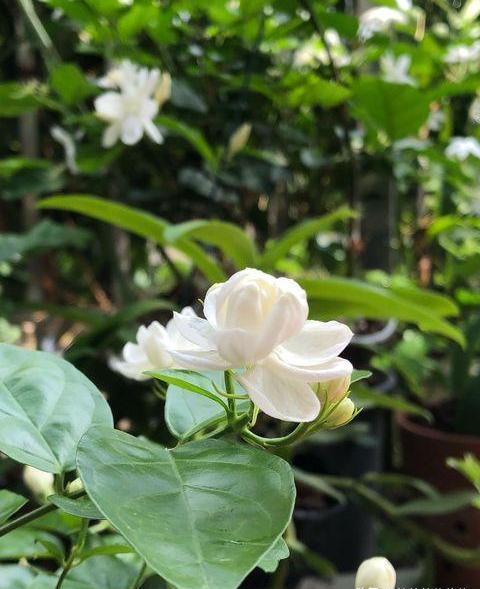 肥料|养茉莉花，花后记住“4要领”，花开不断芳香四溢，每次都爆盆