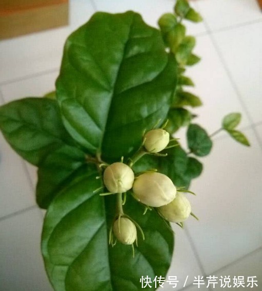 茉莉|邻居养了一株笔尖茉莉，香味蹿进了左邻右舍，太好闻了！