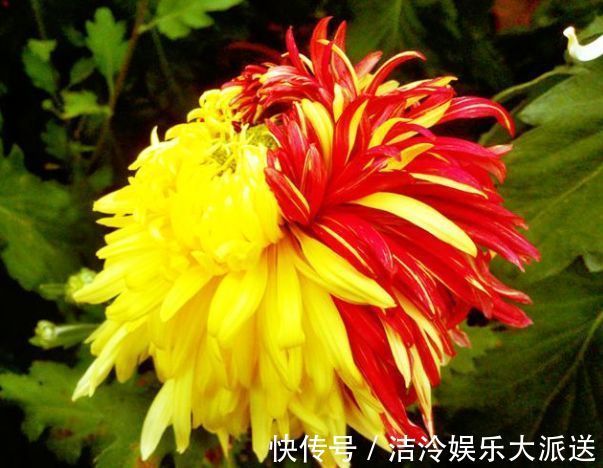 真金|喜欢养菊花,就养盆“名贵菊花”,花开“火炼真金”,美丽卓越!