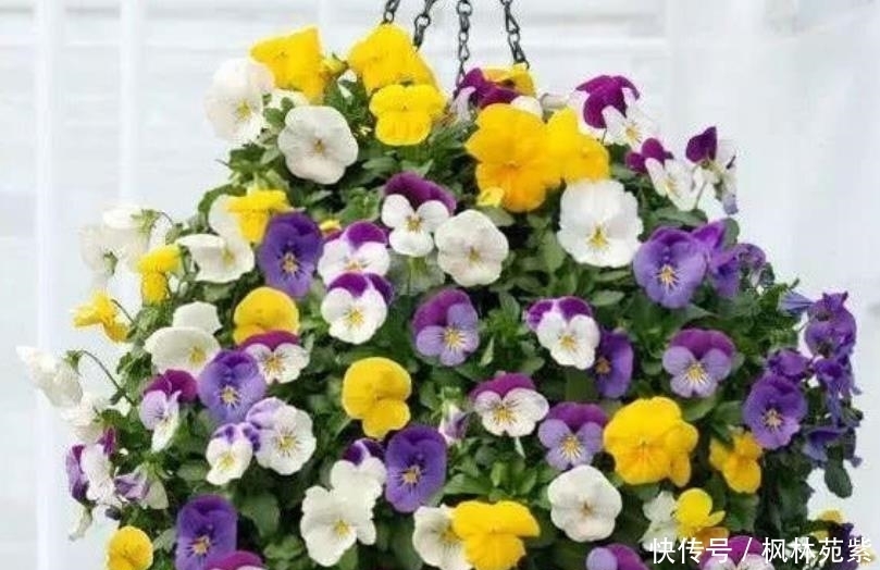 超漂亮的4种花,不怕晒,不怕热,繁花似锦,花美心情好!