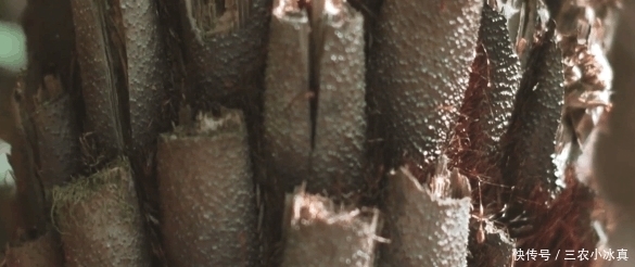 这种野生植物十分珍贵, 遭到大量砍伐, 如今列为二级保护植物