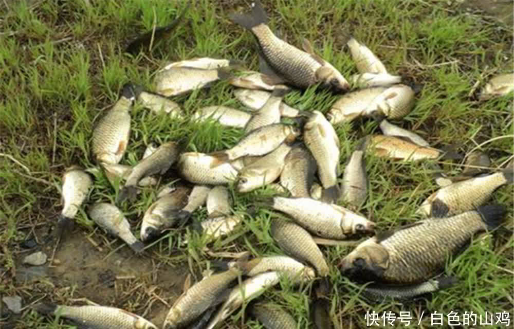 惊蛰到清明，大鲫鱼最好钓，选择这些天气出门，全天能上鱼！